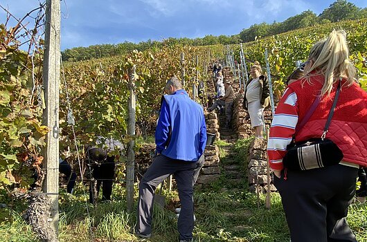 SpezlCamp 2023, Entdeckungen im Weinberg